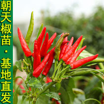 Together with the pepper seedlings refer to pepper clusters of single-raw chili seed vegetables planted in planting vegetables
