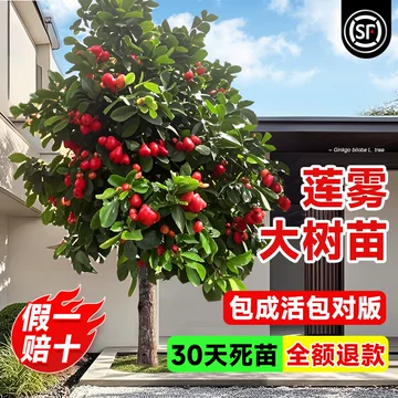 莲雾黑金刚树苗-莲雾黑金刚树苗促销价格、莲雾黑金刚树苗品牌- 淘宝