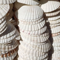 Scallop shell barbecue with natural large shells white painted and painted graffiti diy hand small shells fan shells