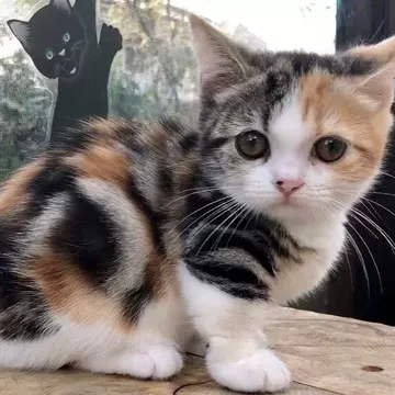 花猫 O1CN01dMRflA1WsbJnlqYKe_!!