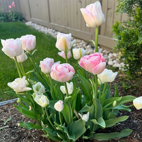 5 видов тюльпана Шарик Гидропонные цветочные горшки горшки с горшками и растениями.