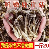 Antler mushroom antler mushroom dry goods 500g Yunnan specialty fresh antler mushroom nutritional mushroom mushroom dried shiitake mushroom
