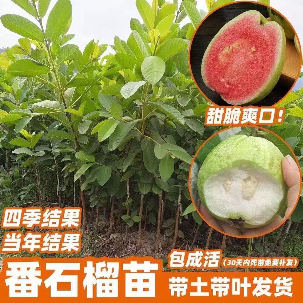 芭乐苗-芭乐苗促销价格、芭乐苗品牌- 淘宝