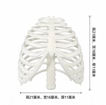 骨骼模型人体骨架-骨骼模型人体骨架促销价格、骨骼模型人体骨架品牌- 淘宝