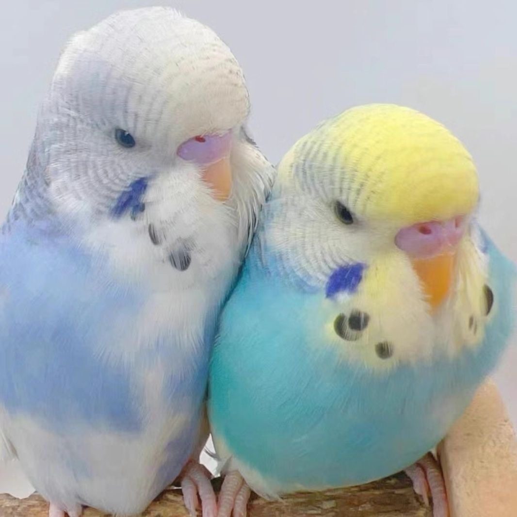 白凤头鹦鹉活鸟-白凤头鹦鹉活鸟促销价格、白凤头鹦鹉活鸟品牌- 淘宝