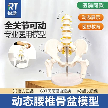 骨骼模型人体骨架-骨骼模型人体骨架促销价格、骨骼模型人体骨架品牌- 淘宝