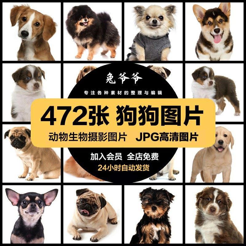 🐾 宠物狗种类大全 🐾高清JPG图片,设计打印必备素材-宠物-淘宝好物网