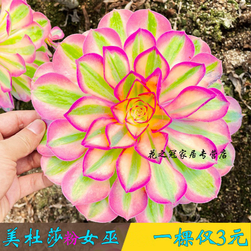 法师多肉植物老桩-法师多肉植物老桩促销价格、法师多肉植物老桩品牌- 淘宝