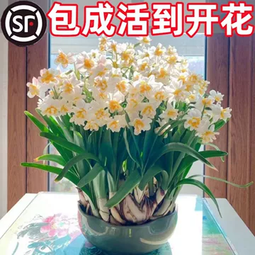 花卉10 6种能忍受零下10多度低温的观赏花卉，适合粗养，可露养院子里_