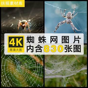 4K高清摄影 蜘蛛网特写照片图集壁纸图片集素材海报ps设计参考图