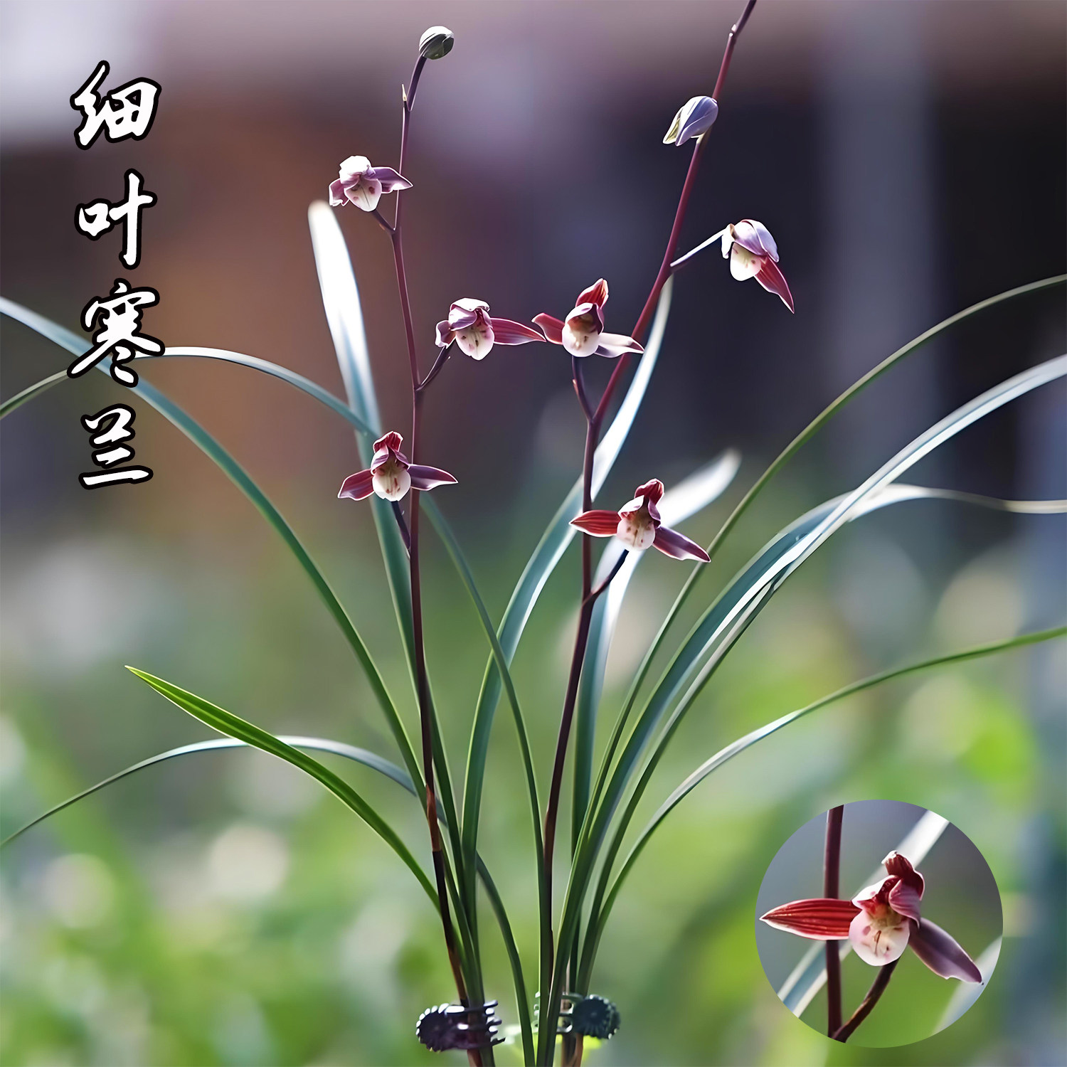 寒蘭-26145-4HD　609　紅無点×渚　苗　交配種 矮种寒兰带花苞-矮种寒兰带花苞促销价格、矮种寒兰带花苞品牌- 淘宝