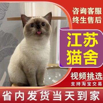 【江苏猫舍】纯种暹罗幼猫星罗猫泰国猫海豹重点色蓝眼猫宠物猫咪