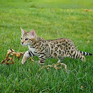 雪豹猫-雪豹猫促销价格、雪豹猫品牌- 淘宝