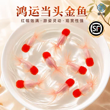丹顶红狮子头鱼-丹顶红狮子头鱼促销价格、丹顶红狮子头鱼品牌- 淘宝