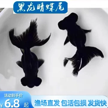黑蝶尾金鱼-黑蝶尾金鱼促销价格、黑蝶尾金鱼品牌- 淘宝