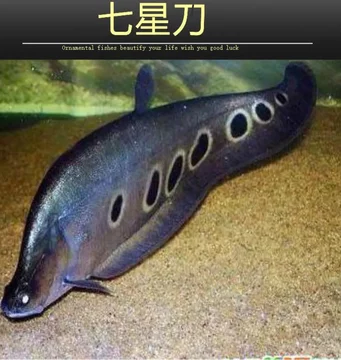热带鱼七星刀-热带鱼七星刀促销价格、热带鱼七星刀品牌- 淘宝
