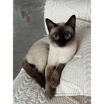 香港猫舍泰国暹罗猫幼崽挖煤工海豹重点色布偶黑脸蓝眼活体宠物猫