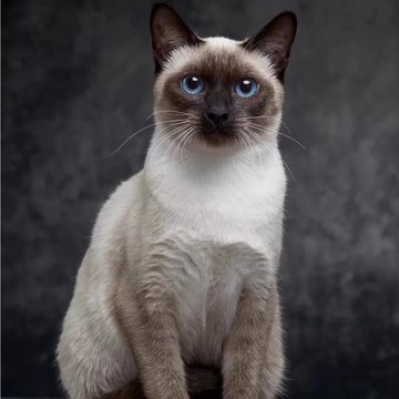 香港发货泰国星罗暹罗猫幼崽重点英短活体短毛家养布偶宠物小猫舍