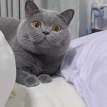 中国　唐代　藍釉俑　猫　珍品　I40-3 中国 唐代 藍釉俑 猫 珍品 I40-3