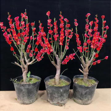 梅花盆栽红梅花-梅花盆栽红梅花促销价格、梅花盆栽红梅花品牌- 淘宝