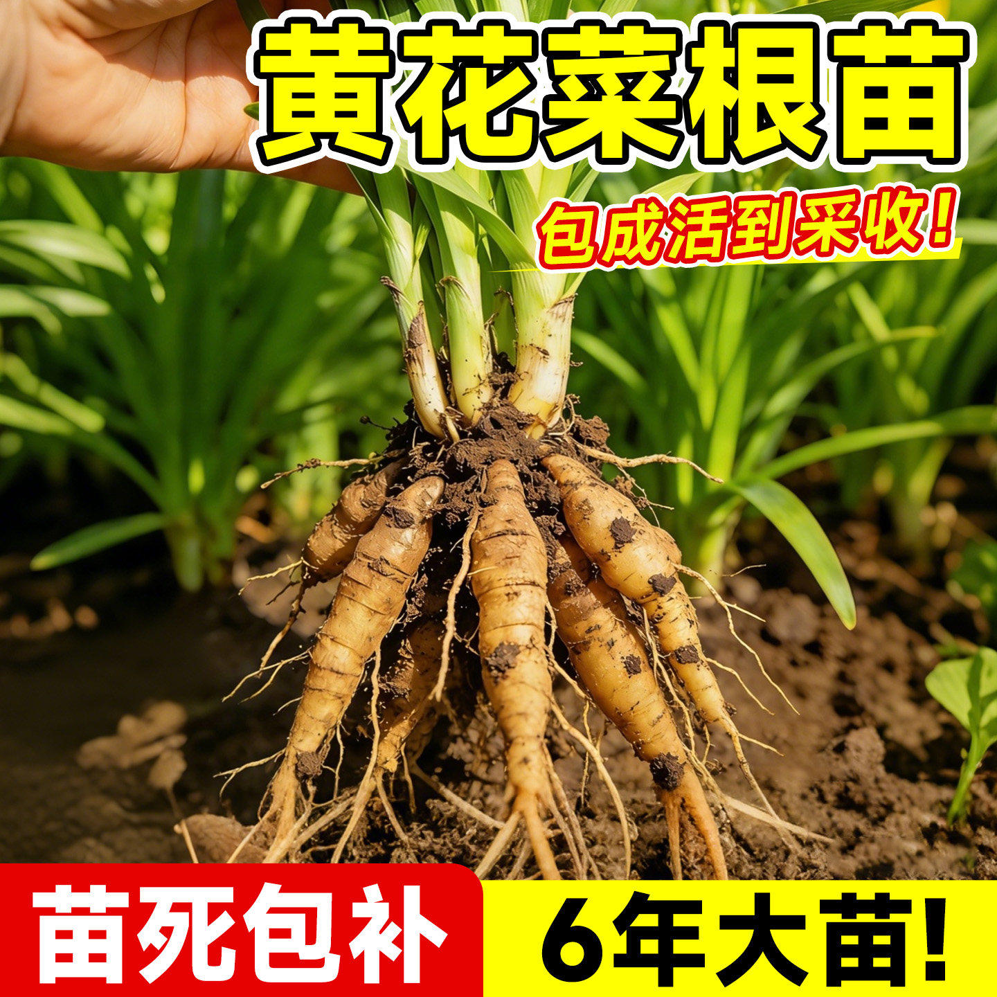 东北耐寒黄花菜苗-东北耐寒黄花菜苗促销价格、东北耐寒黄花菜苗品牌- 淘宝