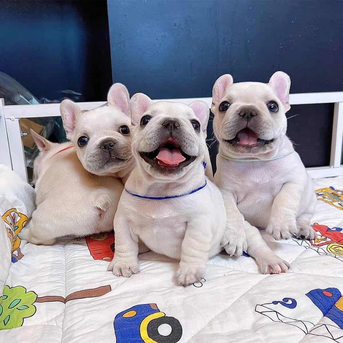 英國鬥牛犬(@viktoriiafedoseeva584vzx) • Instagram photos and videos, image size:1200x1200