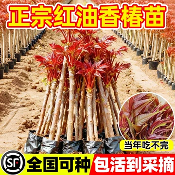 香椿苗红油-香椿苗红油促销价格、香椿苗红油品牌- 淘宝