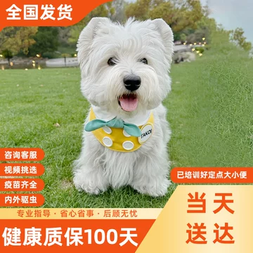 狗贩-狗贩促销价格、狗贩品牌- 淘宝