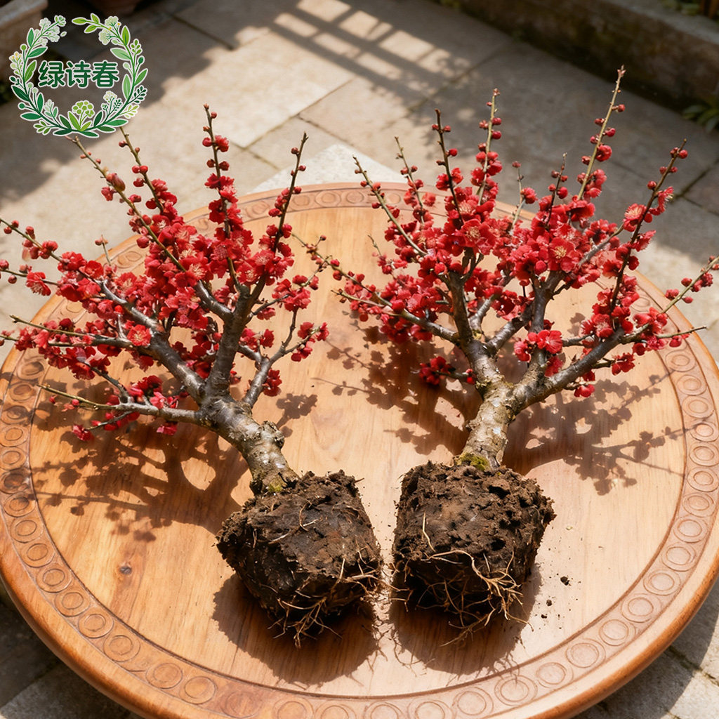 红梅红梅盆景-红梅红梅盆景促销价格、红梅红梅盆景品牌- 淘宝