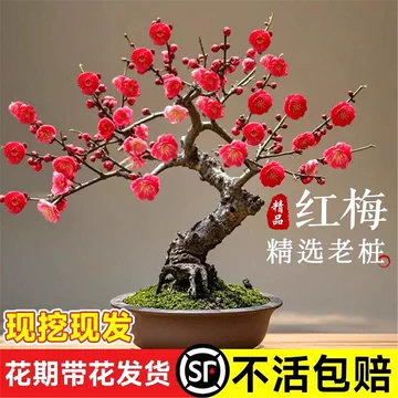 紅梅 盆栽　赤花 紅梅（大盃）約80年 | 雨竹亭オンラインショップ