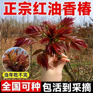 红油香椿苗树-红油香椿苗树促销价格、红油香椿苗树品牌- 淘宝