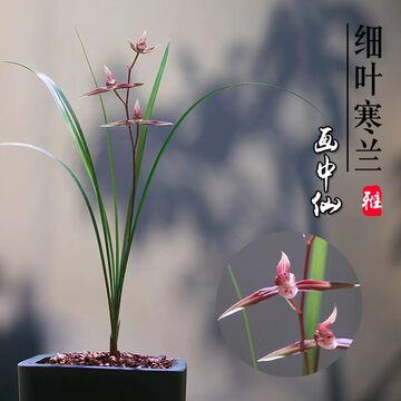 寒蘭-26145-4HD　609　紅無点×渚　苗　交配種 雪中红寒兰苗-雪中红寒兰苗促销价格、雪中红寒兰苗品牌- 淘宝