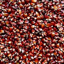 Red corn professional pigeon racing pigeon competition special pigeon grain formula Pigeon Pigeon Pigeon feed 5 Jin more provinces