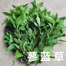 Qingyuan blue dyeing) Liao blue grass fresh leaves dyeing raw leaves dyeing silk with blue dyeing plant Liao Blue Seed