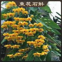 Dendrobium also known as the bitter grass Yunnan medicinal edible grade Dendrobium branches urge the long flowers and beautiful wax