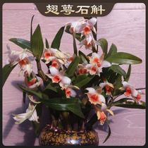 Wing calyx Dendrobium winged orange perfume orchid black hair flower resistant to see long flowering period fragrance refreshing heart easy to live