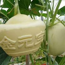 Square watermelon shaping growth mold heart-shaped watermelon mold ginseng fruit mold Jinyuanbao fruit shaping mold