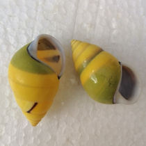 Natural conch shell for Buddha conch shell left and right spin snail water fish tank landscape decoration roll shell fish hermit crab change Shell