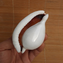 Natural big treasure snail shell Jade Rabbit snail White Rabbit snail aquarium fish tank landscape window decoration creative gift