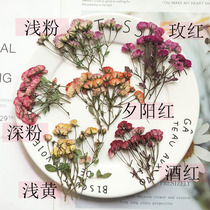 Rose flower small rose dried flower embossed plant specimen glue mobile phone case candle photo frame decoration hand-pressed flower material