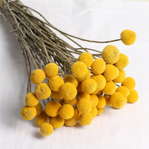 Yunnan dried flower bouquet ins Wind natural pure color golden ball home decoration office flower arrangement with flower simple wind