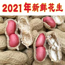 2021 fresh red skin peanuts dried and shelled Guangxi specialty farmers grow their own red raw peanuts 5 pounds