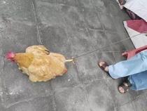 Chicken-catching special net breeding artifact chicken-catching household chicken hook accessories chicken-catching device chicken-catching farm tools are firm