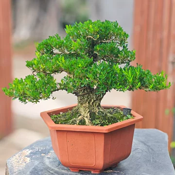 盆栽　台湾黄楊　株立　古木 黄杨木盆栽-黄杨木盆栽促销价格、黄杨木盆栽品牌- 淘宝