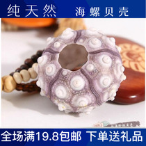 Wanjia Lights Sea Urchin 5cm Decorative Shell Conch Starfish Coral Gift Wedding Table DIY Promotion