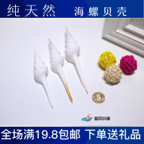 White long spiral snail white long spiral natural shell conch home decoration gift fish tank