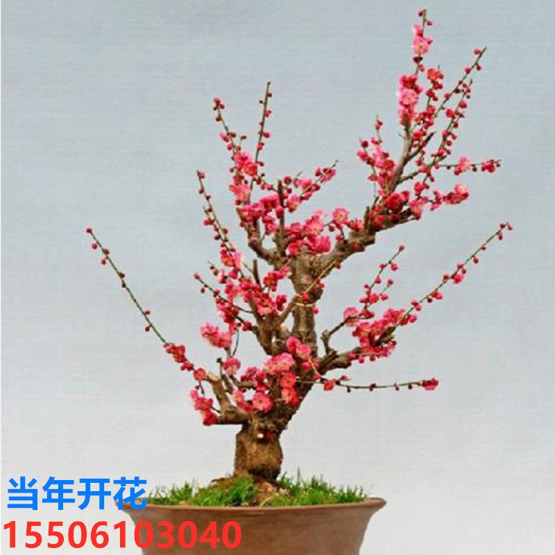 紅梅 盆栽　赤花 紅白梅の盆栽を販売｜ 盆栽妙 – 盆栽妙 本店