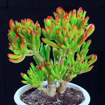 多肉植物 アエオニウム ❤️小葉香炉皿法師缀化❤️23cm!拔き苗！3年生老桩 老桩多肉植物-老桩多肉植物促销价格、老桩多肉植物品牌- 淘宝