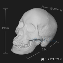 Large skull plaster model male skull sketch still life sketching art art teaching materials geometry