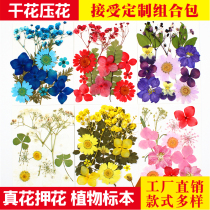  Dried flower material bag embossed combination bag plant specimen pressed flower real leaf real flower sticker petal makeup bookmark
